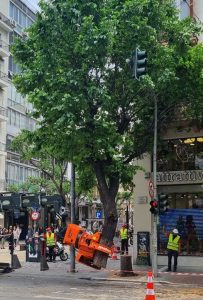 Mε κοπές δένδρων γιορτάζει o Δήμος Θεσσαλονίκης την Ευρωπαϊκή Ημέρα Πάρκων